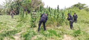 PNC destruye más de 107 mil matas de marihuana en Las Cruces, Petén