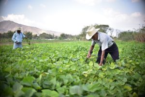 Aprobada la Política Sectorial Agropecuaria 2026-2032 para transformar el campo
