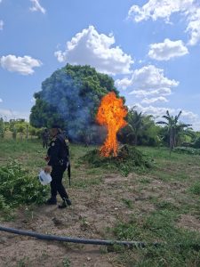 PNC destruye cerca de 29 mil matas de marihuana en Petén