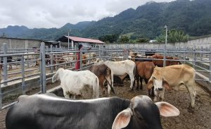 Inspeccionan más de 10 mil animales en prevención por el gusano barrenador