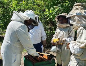 Producción apícola se fortalece en tres departamentos