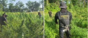 SGAIA erradica más de 23 mil matas de marihuana en Petén