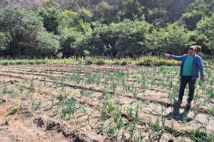 Lluvias de esta semana favorecen la recuperación de cultivos